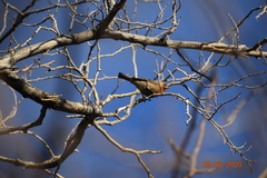 Haemorhous mexicanus