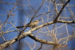 Haemorhous mexicanus