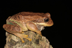 Gastrotheca cuencana