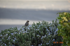 Haemorhous mexicanus