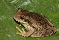 Gastrotheca cuencana