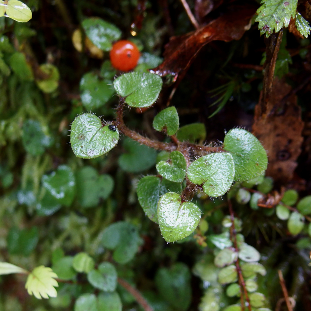 Hairy Forest Nertera