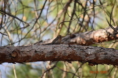 Haemorhous mexicanus