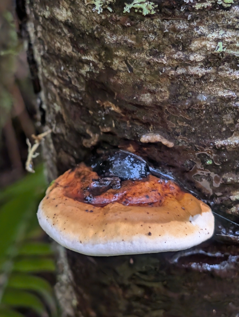 Fomitopsis mounceae · March 2026 · photo: © moemeikle (iNaturalist, cc-by)