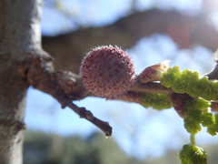 Burnettweldia washingtonensis