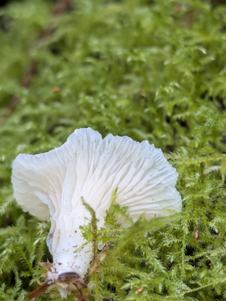 Pleurocybella porrigens · March 2026 · photo: © moemeikle (iNaturalist, cc-by)