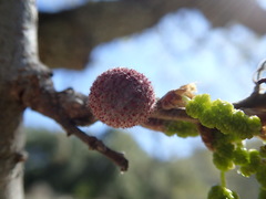 Burnettweldia washingtonensis