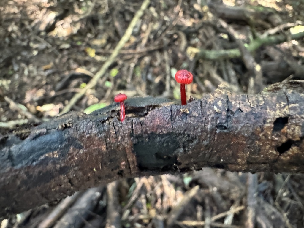Cruentomycena viscidocruenta · March 2026 · photo: © funecology (iNaturalist, cc-by-sa)