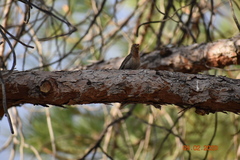 Haemorhous mexicanus