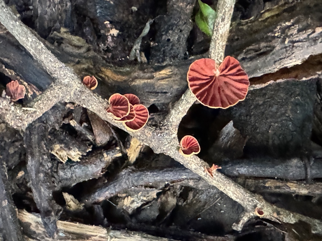 Anthracophyllum archeri · March 2026 · photo: © funecology (iNaturalist, cc-by-sa)