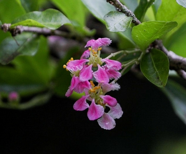 Malpighia emarginata