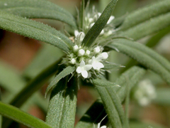 Spermacoce brachystema