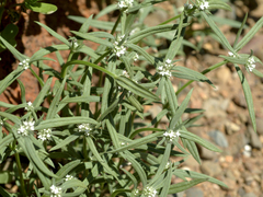 Spermacoce brachystema