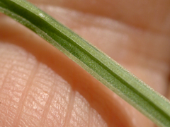 Spermacoce brachystema