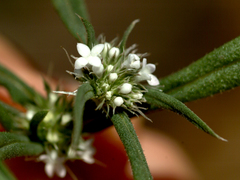 Spermacoce brachystema