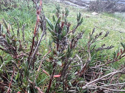 beach knotweed (Polygonum paronychia)