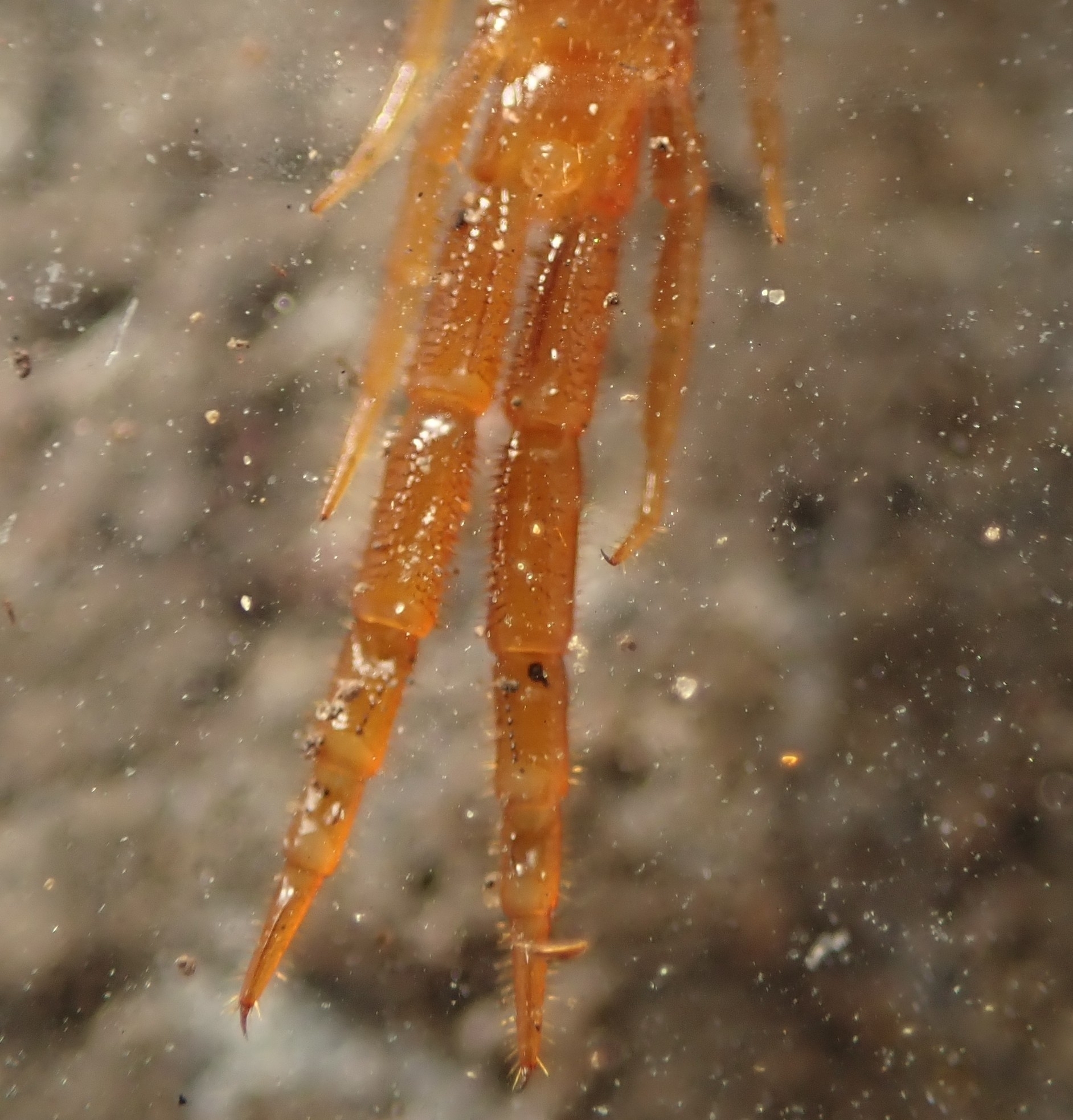 Cryptops hortensis Donovan, 1810