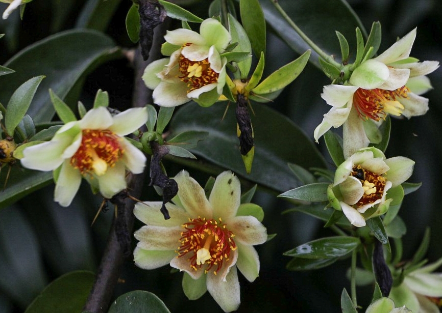 Pereskia aculeata