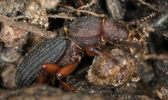Apsena rufipes