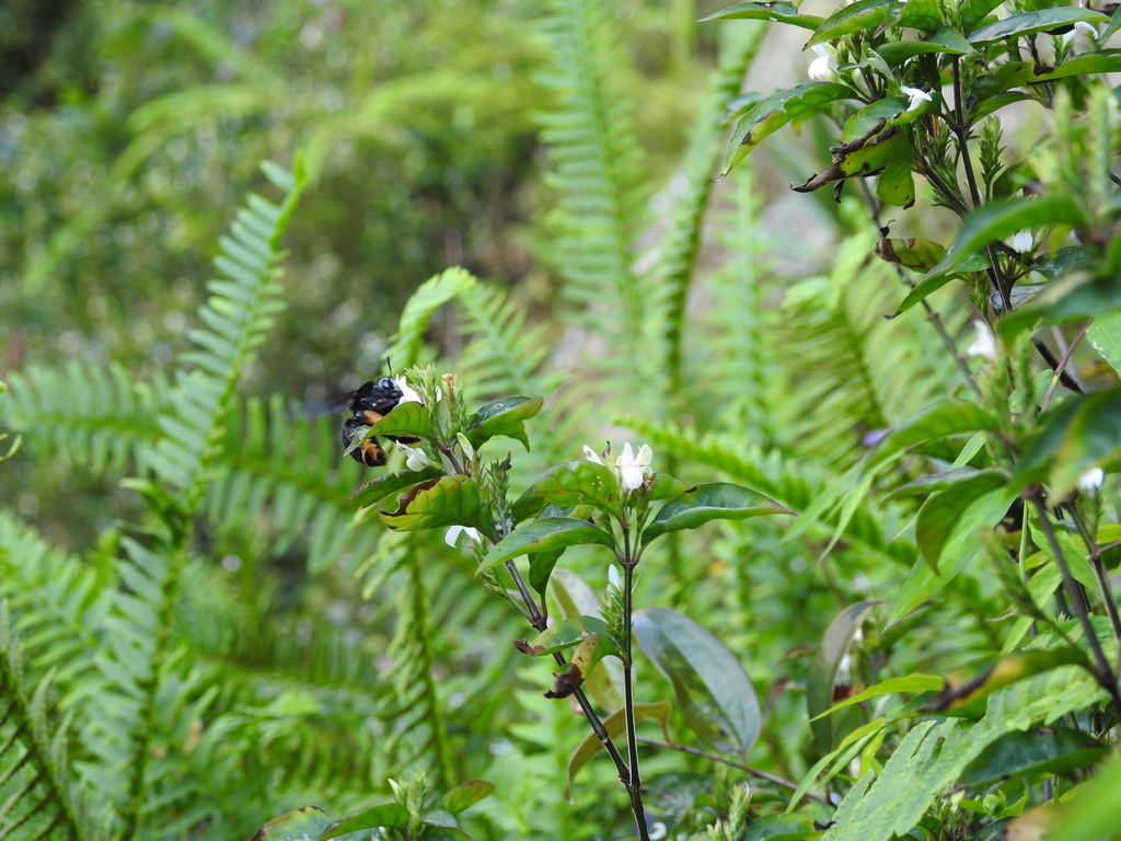 Pachymelus hova