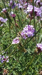 Glandularia lilacina