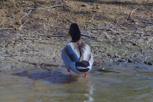 Mallard photographed in Wyoming