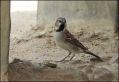 Passer rufocinctus