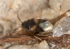 Botocudo modestus
