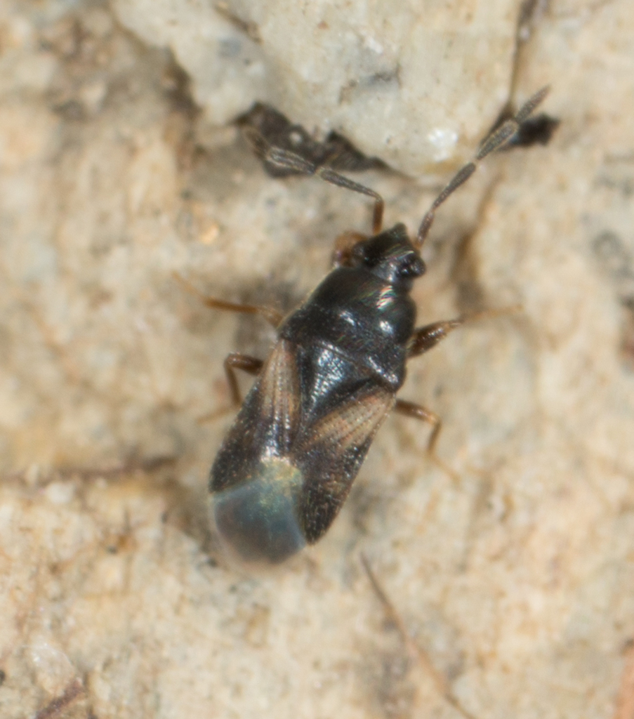 Botocudo modestus