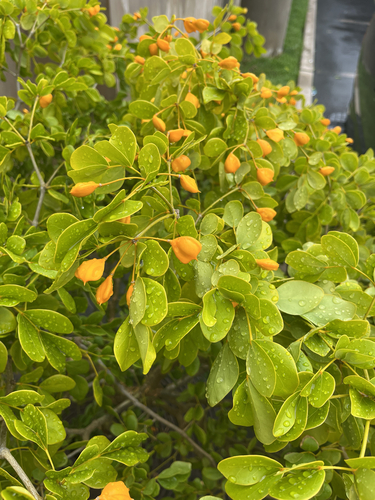 Guaiacum officinale observed 2026-03-20
