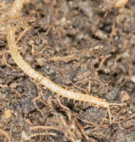 Himantariidae