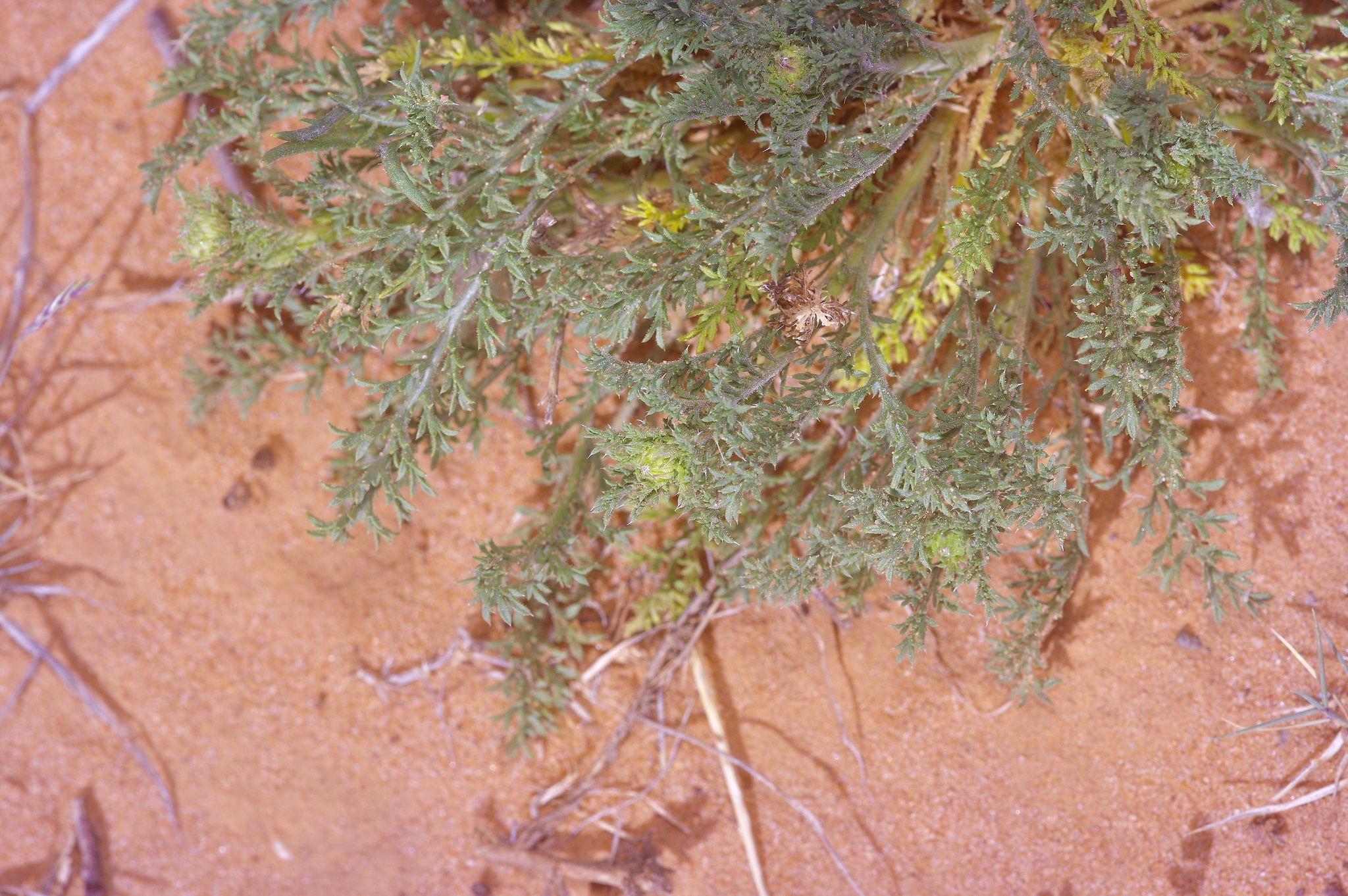 Tanseyleaf Tansyaster (Machaeranthera tanacetifolia)
