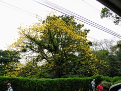 Handroanthus chrysanthus