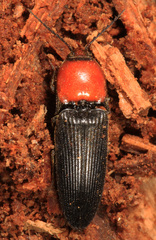 Ampedus rubricollis