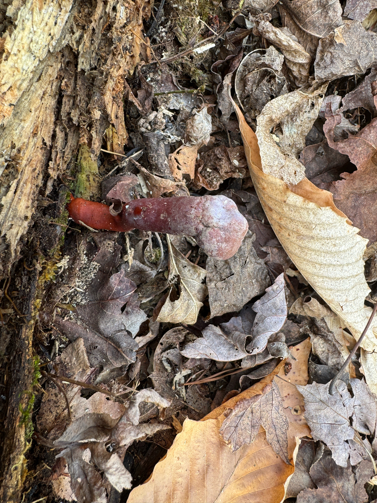 Ganoderma curtisii · March 2026 · photo: © charlieolson (iNaturalist, cc-by)