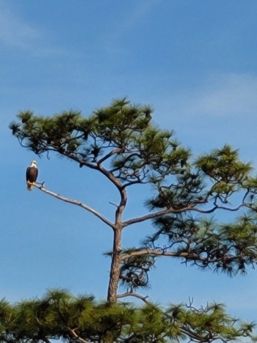Bald Eagle photographed in Alabama