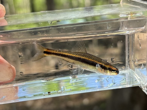 Bron-shiner (Notropis harperi) — Cyprinidae