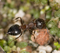 Crematogaster coarctata