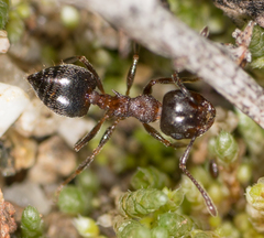 Crematogaster coarctata