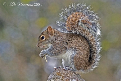 Allen's Squirrel, Zona de La Sierra Madre, 66250 San Pedro Garza García, N.L., Mexico, photo 6 of 10