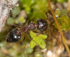 Crematogaster coarctata
