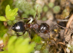 Crematogaster coarctata