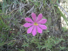 Sabatia gentianoides