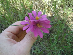 Sabatia gentianoides