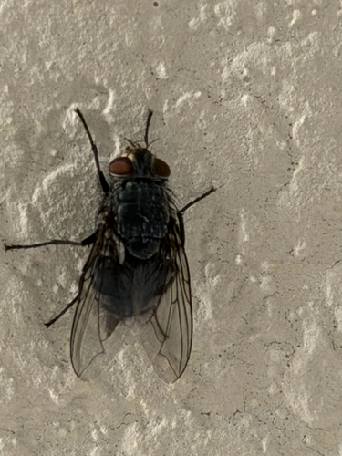 Unknown species found near S Third St, Waco, TX, US