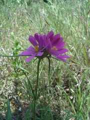 Sabatia gentianoides