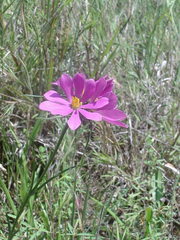Sabatia gentianoides