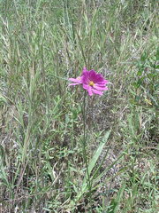 Sabatia gentianoides