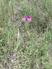 Sabatia gentianoides