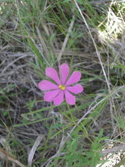 Sabatia gentianoides